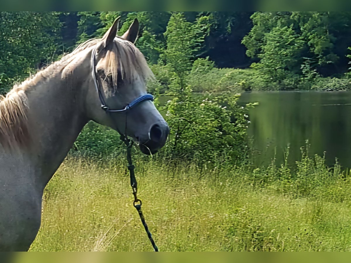 Pur-sang arabe Jument 5 Ans 156 cm in Schotten