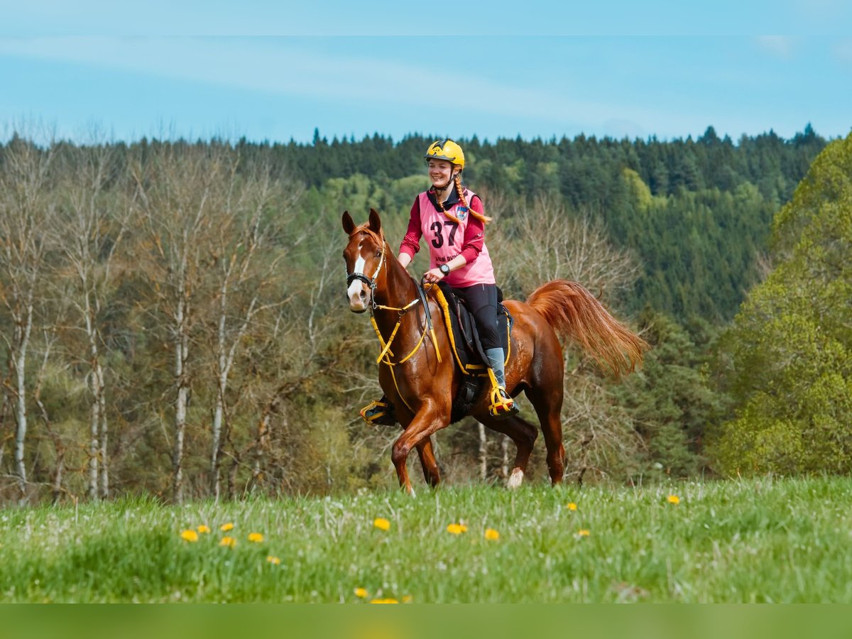 Pur-sang arabe Jument 6 Ans 153 cm Alezan in Pyskočely