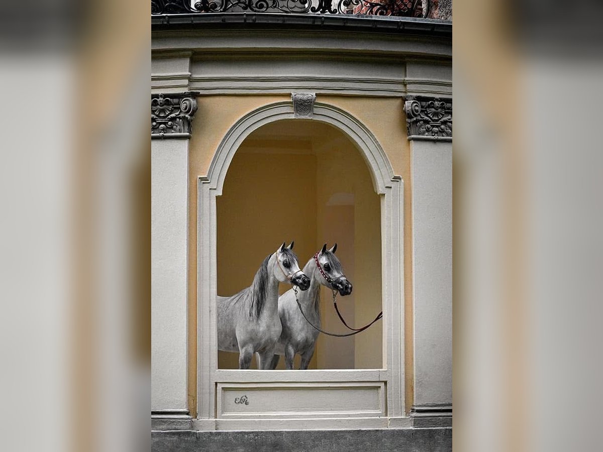 Pur-sang arabe Jument 6 Ans 153 cm Gris pommelé in Wroclaw