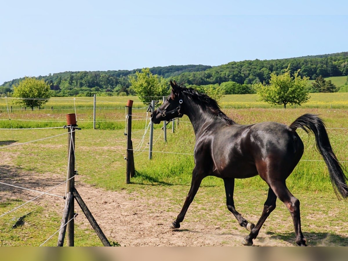 Pur-sang arabe Jument 6 Ans 153 cm Noir in Herzberg am Harz