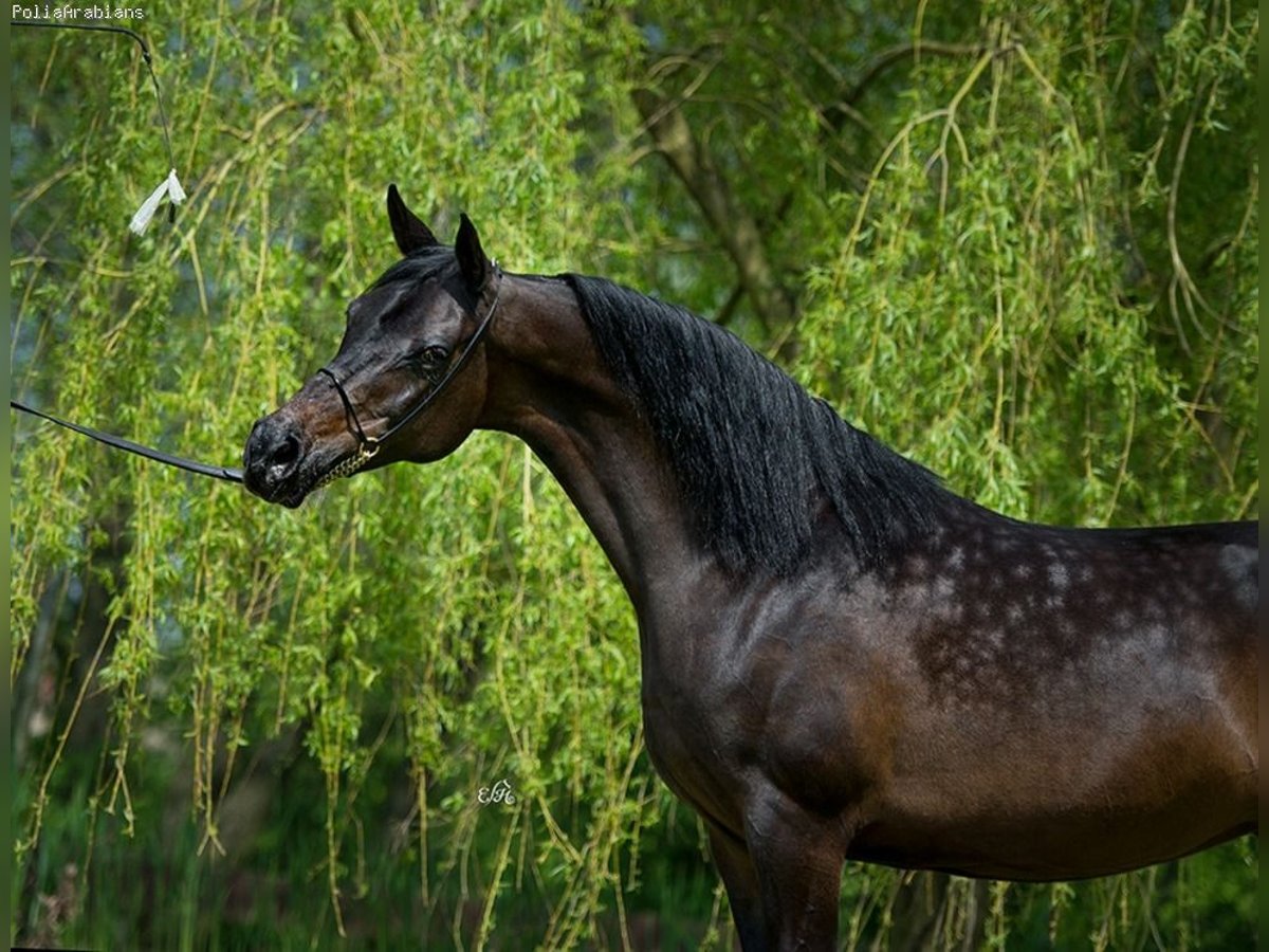 Pur-sang arabe Jument 6 Ans 154 cm Bai cerise in Zielona G&#xF3;ra