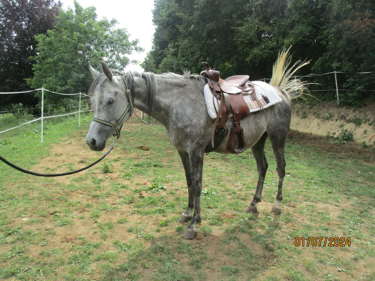 Pur-sang arabe Jument 6 Ans 155 cm Gris pommelé in Klosterneuburg