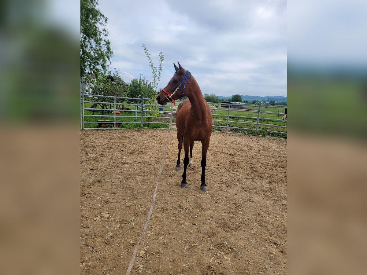 Pur-sang arabe Jument 6 Ans 157 cm Bai cerise in Zábřeh