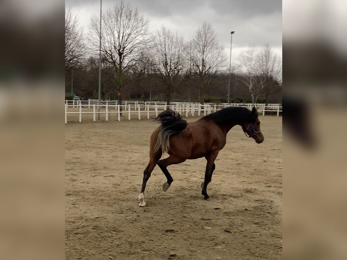 Pur-sang arabe Jument 6 Ans Bai in Borsano