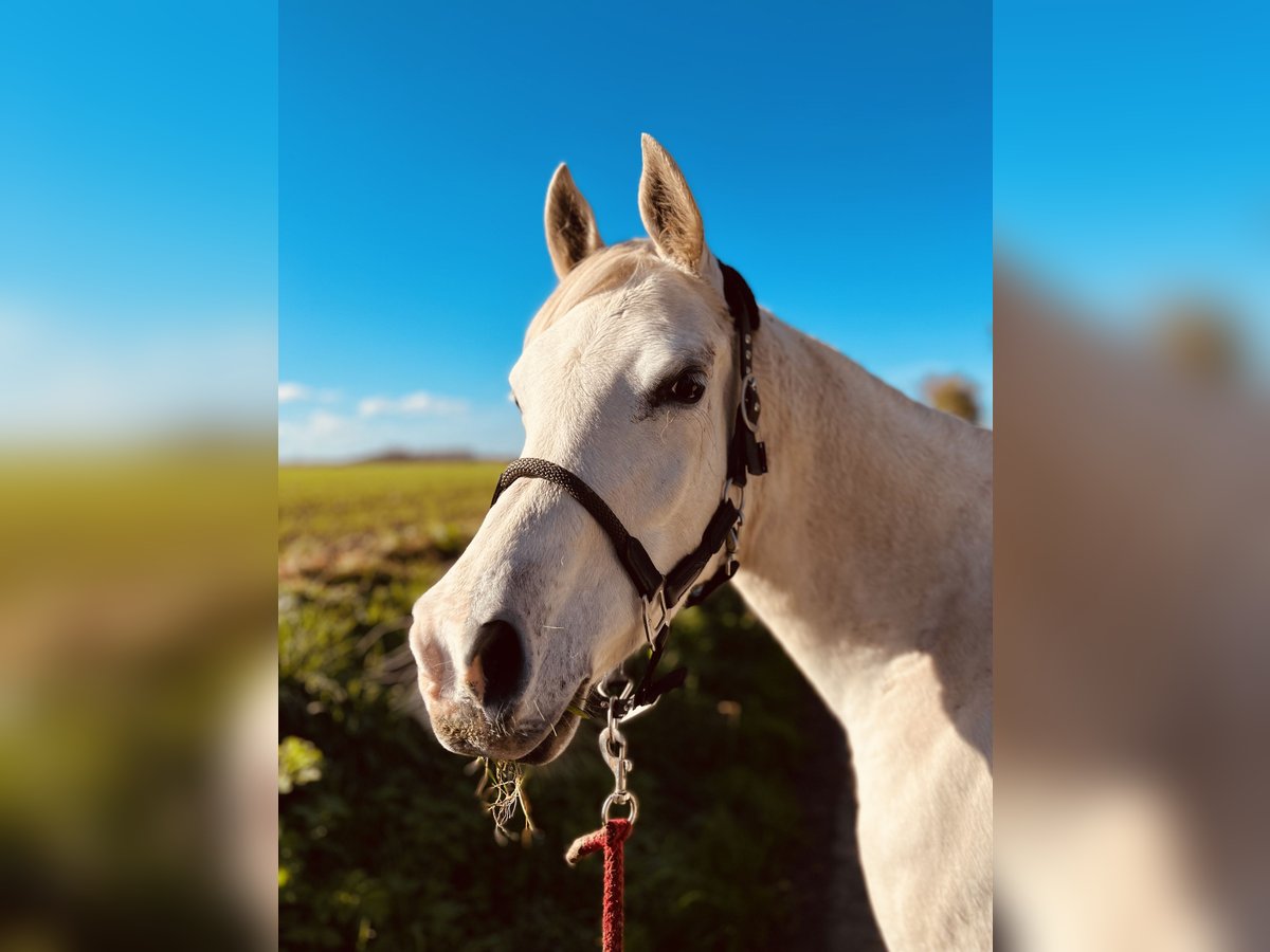 Pur-sang arabe Jument 7 Ans 154 cm Blanc in Normandie