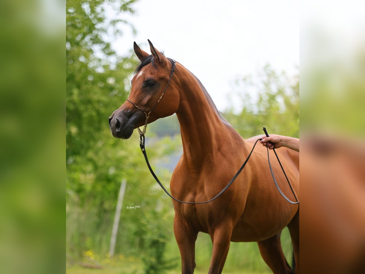 Pur-sang arabe Jument 7 Ans 157 cm Bai in Lodz