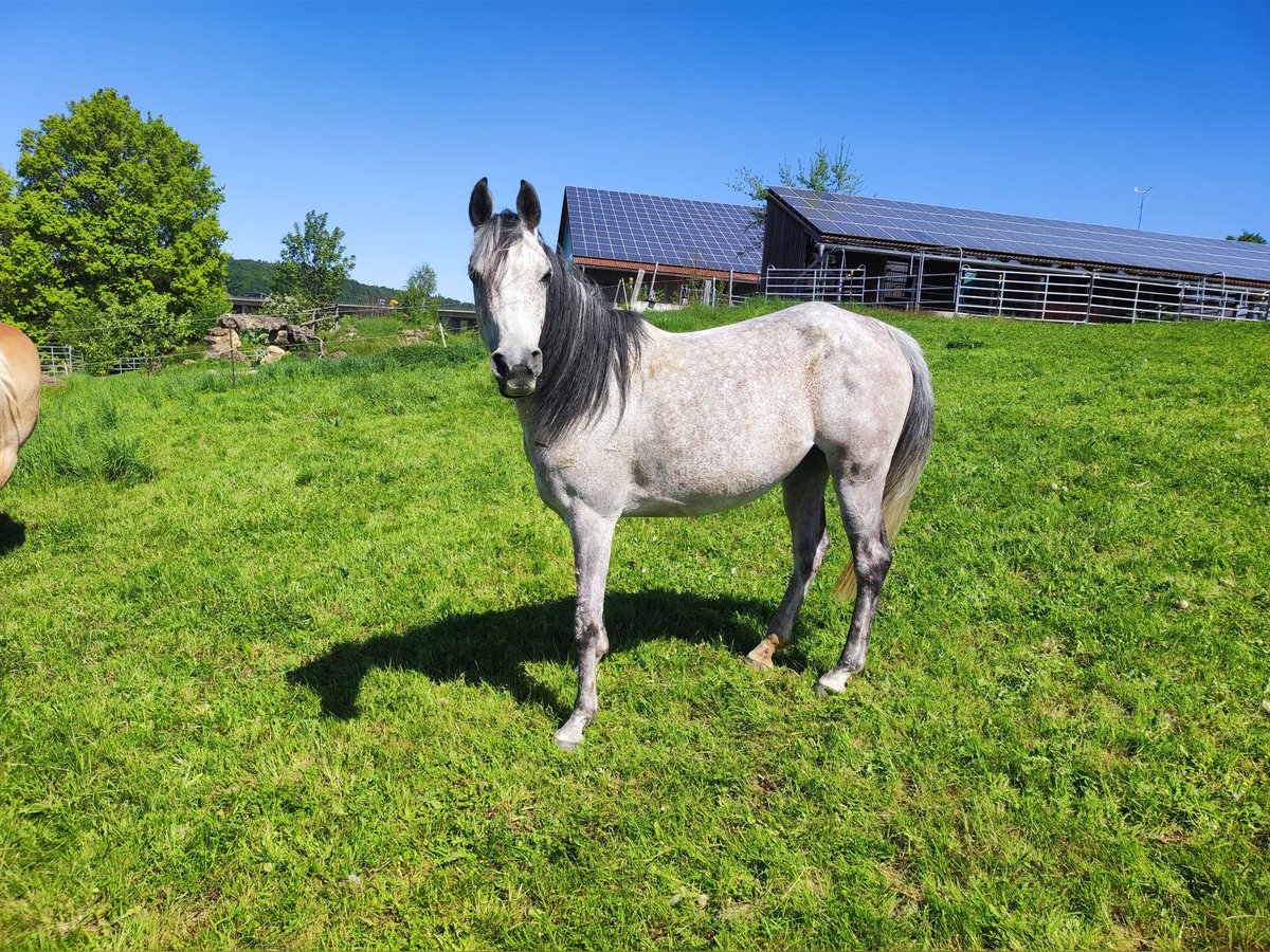 Pur-sang arabe Jument 9 Ans 150 cm Gris moucheté in Parsberg