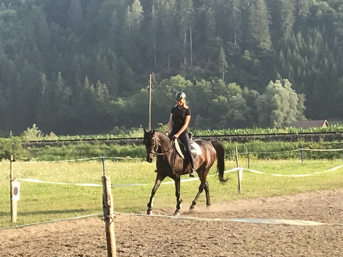 Pur-sang arabe Jument 9 Ans 153 cm Bai brun in Graz