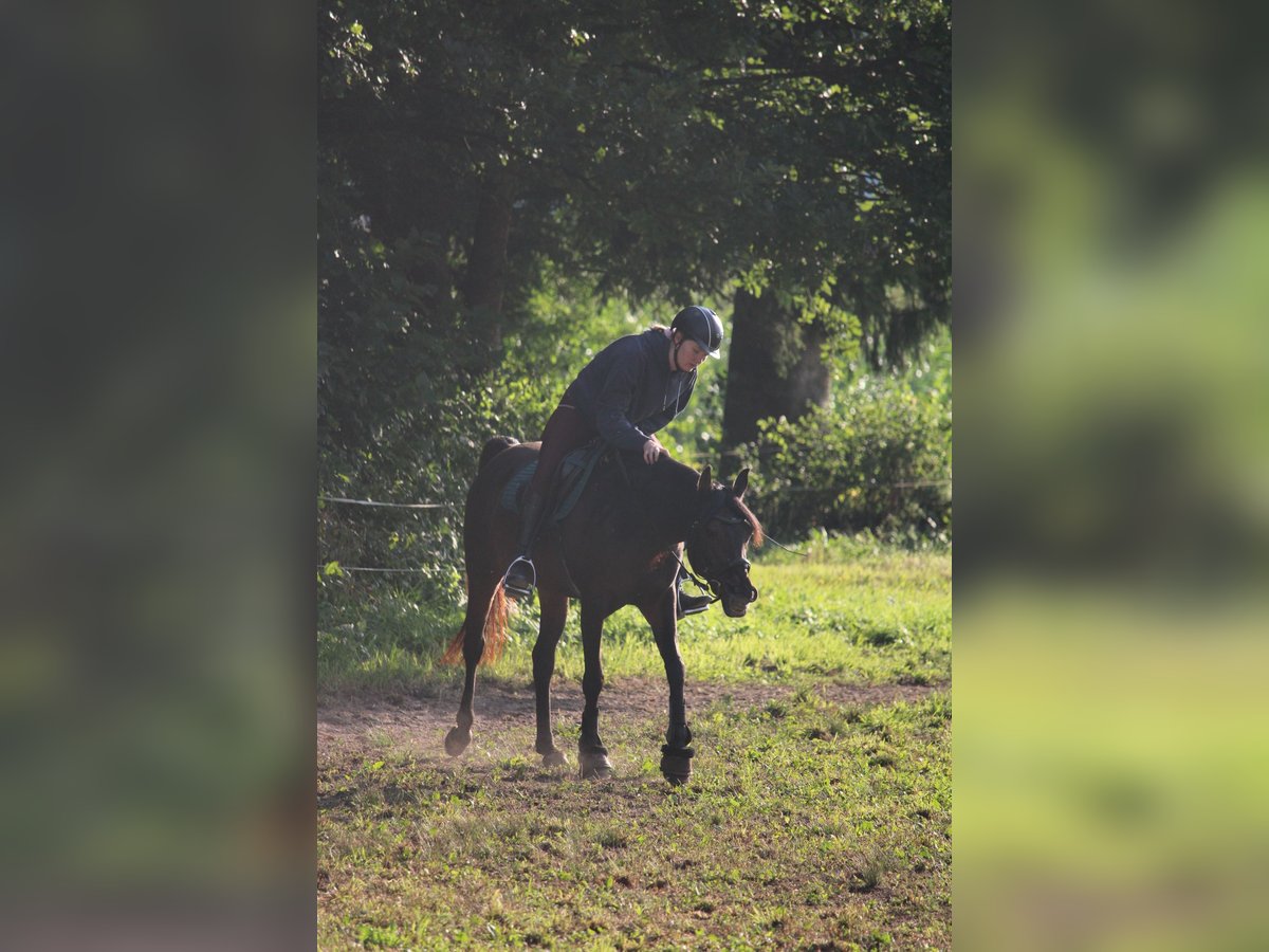 Pur-sang arabe Jument 9 Ans 153 cm Bai in Graz