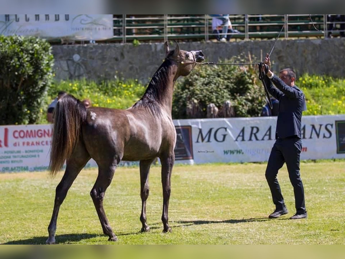 Pur-sang arabe Jument 9 Ans Gris in Trebur