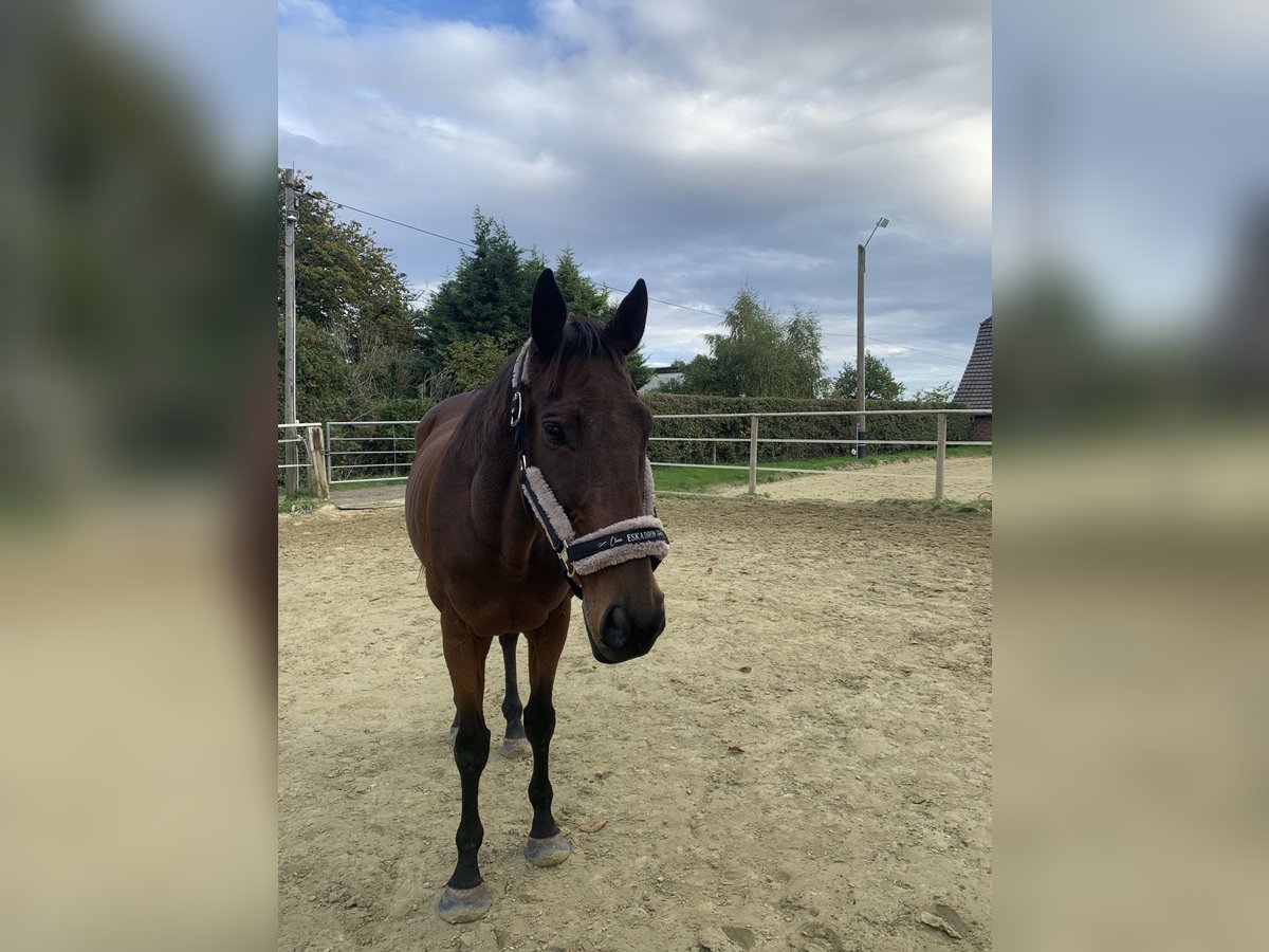 Pur sang irlandais Hongre 18 Ans 161 cm Bai in Rheinberg