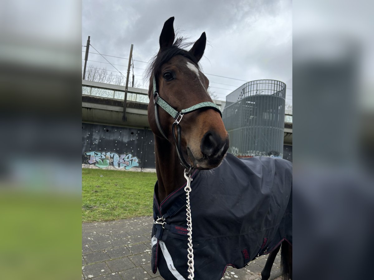 Pur sang irlandais Croisé Hongre 5 Ans 160 cm Bai in Schiedam