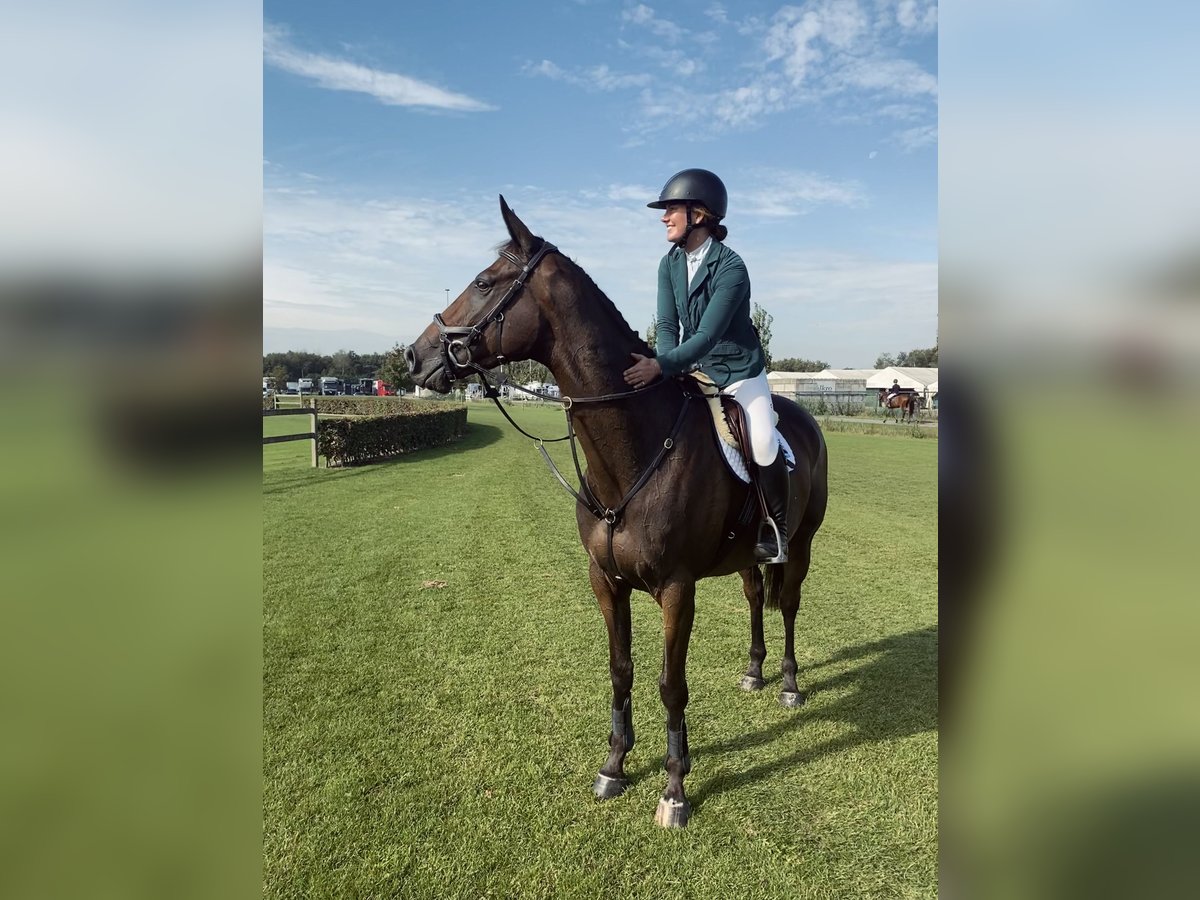 Pur sang irlandais Hongre 8 Ans 162 cm Bai in Valkenswaard