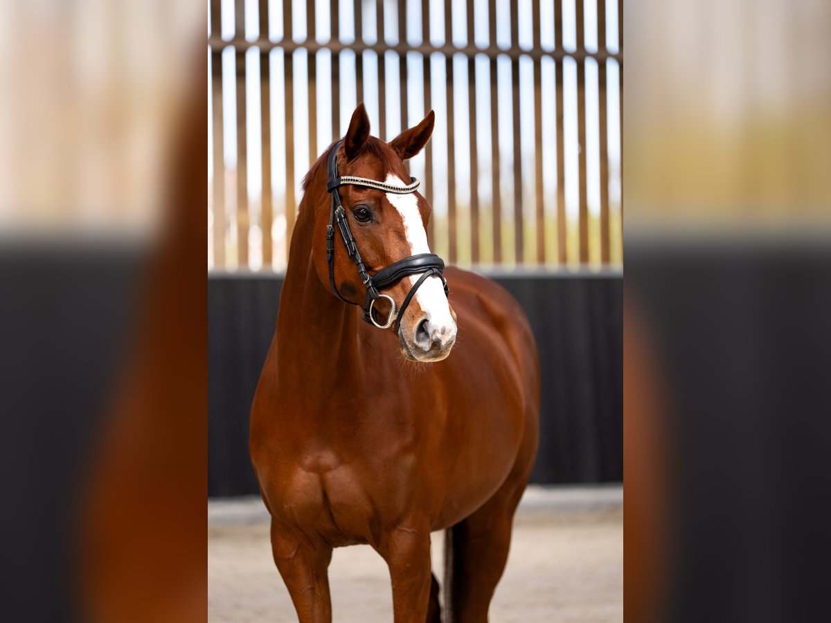 Pur sang irlandais Jument 11 Ans 155 cm Alezan in Maasland