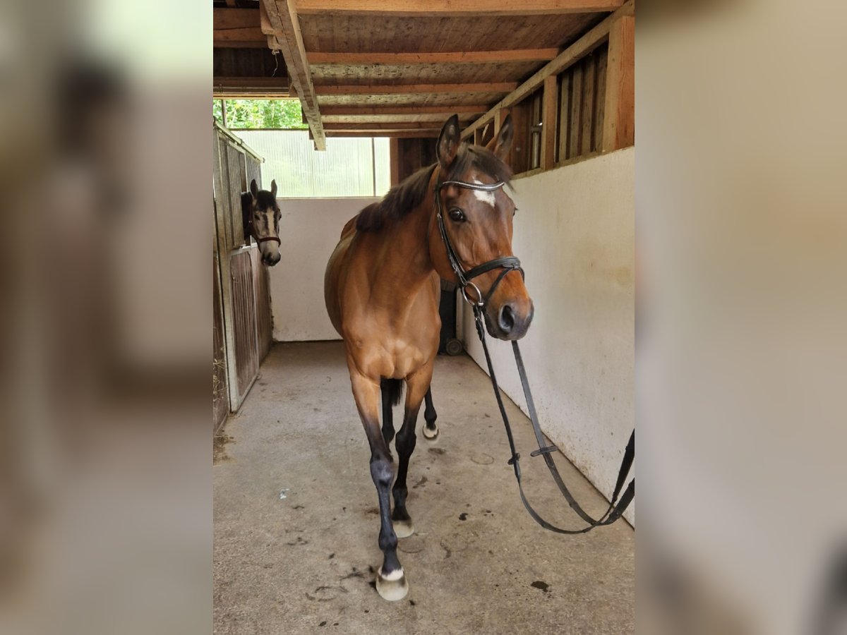 Pur sang irlandais Jument 11 Ans 164 cm Bai in Gummern