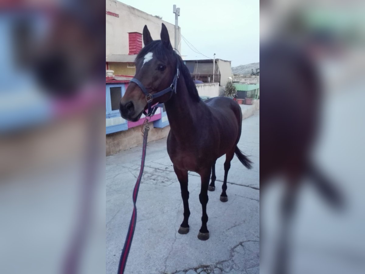 Pur sang irlandais Jument 15 Ans 164 cm Bai in Maghtab