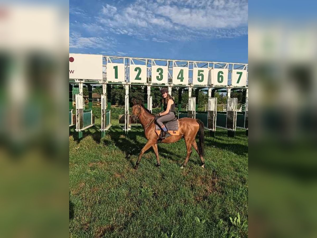 Pur sang irlandais Jument 2 Ans 158 cm Bai in kungsör