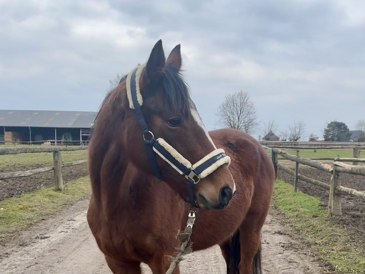 Pur sang irlandais Jument 6 Ans 160 cm Bai in Grevenbroich