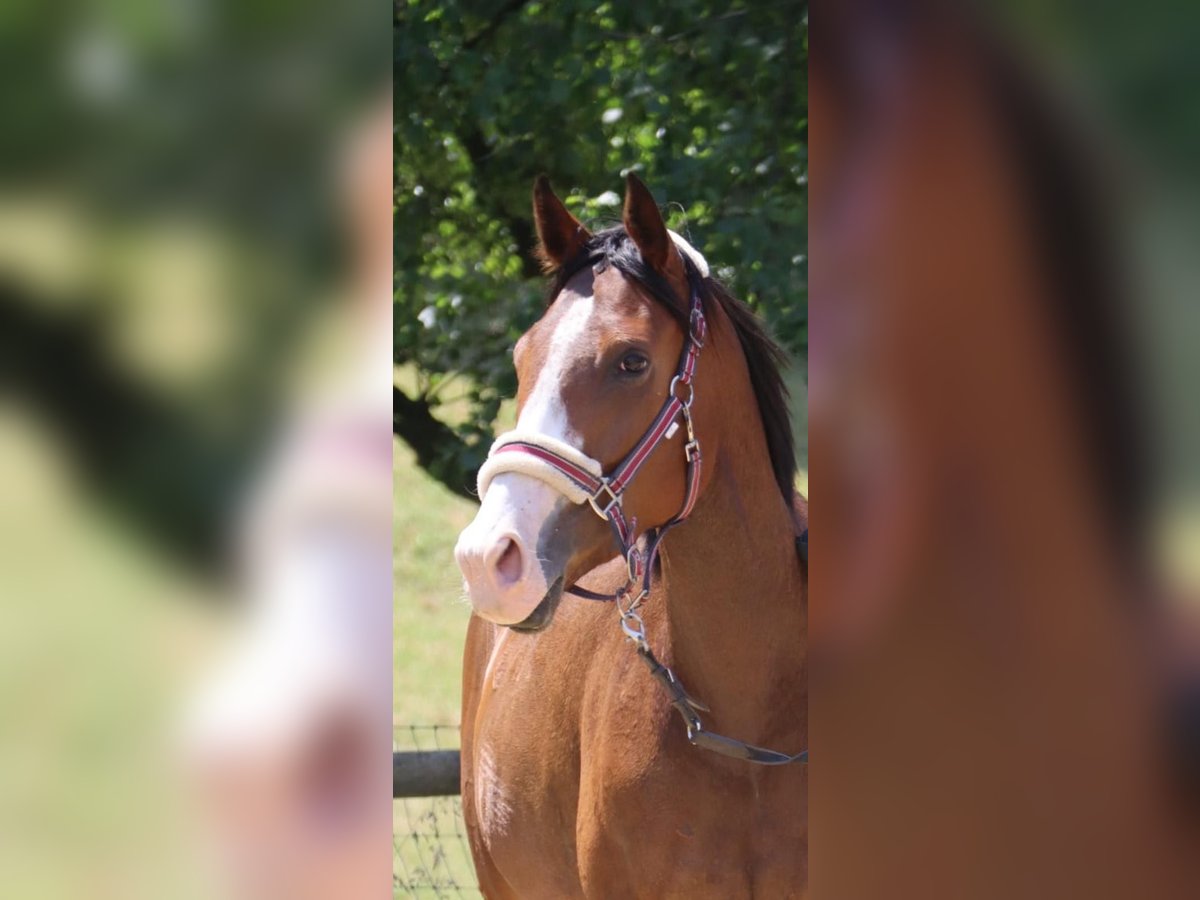 Pur sang irlandais Jument 6 Ans 163 cm Bai in Grevenbroich