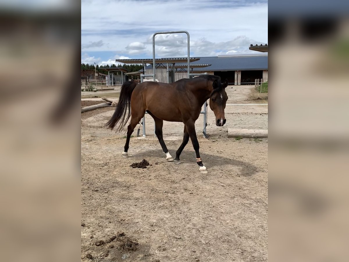 Pura Raza Árabe Caballo castrado 10 años 150 cm Castaño in Rosenfeld