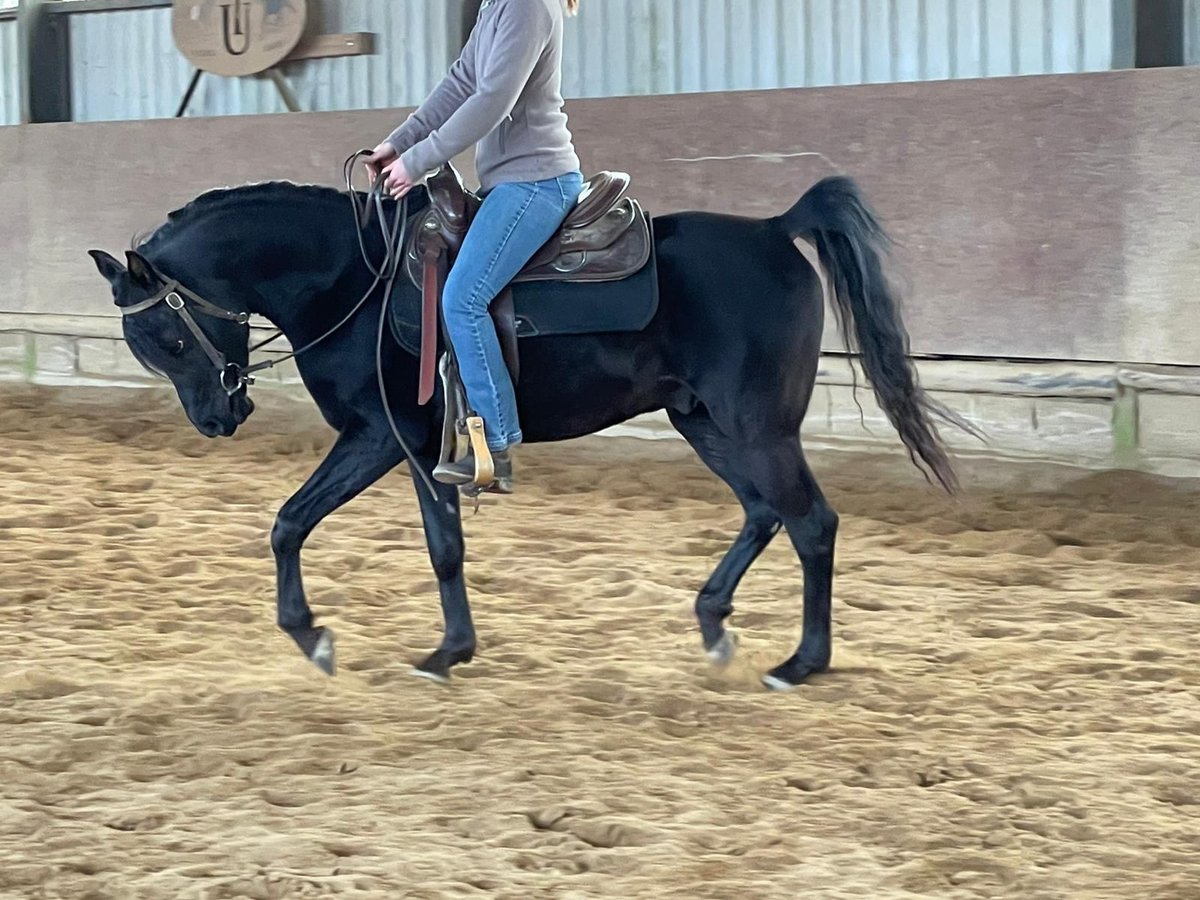 Pura Raza Árabe Caballo castrado 10 años 150 cm Negro in Moers