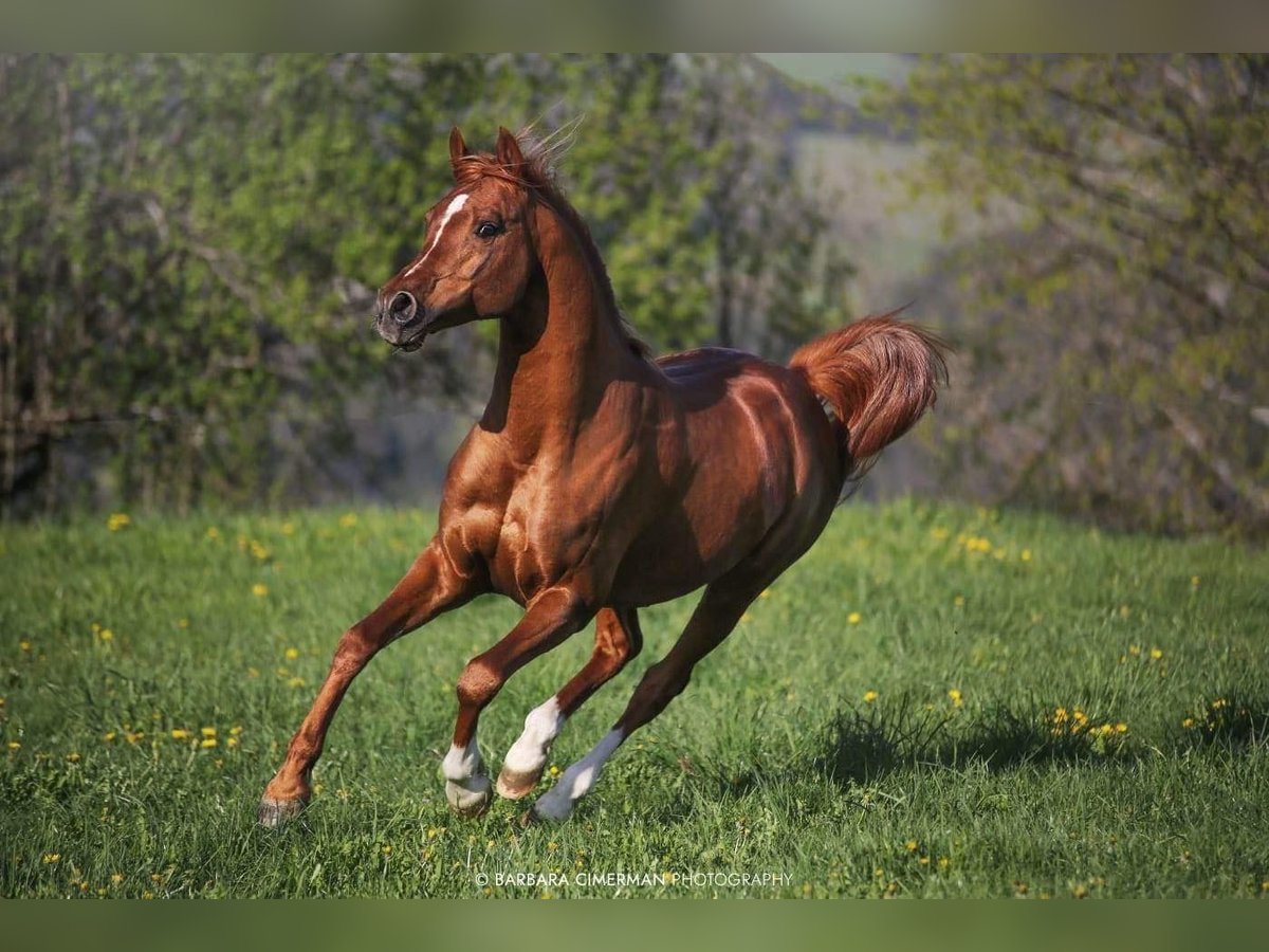 Pura Raza Árabe Caballo castrado 10 años 154 cm Alazán-tostado in Grgar