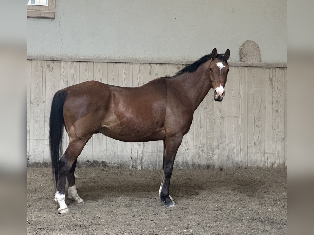 Pura Raza Árabe Caballo castrado 10 años 163 cm Castaño in Penthaz