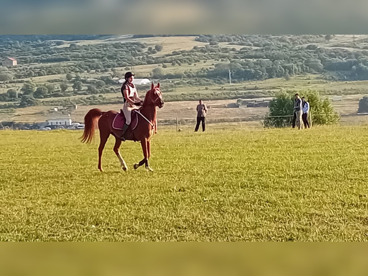 Pura Raza Árabe Caballo castrado 11 años 150 cm Alazán-tostado in Sibiu