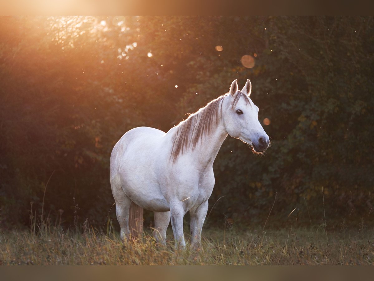 Pura Raza Árabe Caballo castrado 11 años 155 cm Tordo in Freiburg im Breisgau