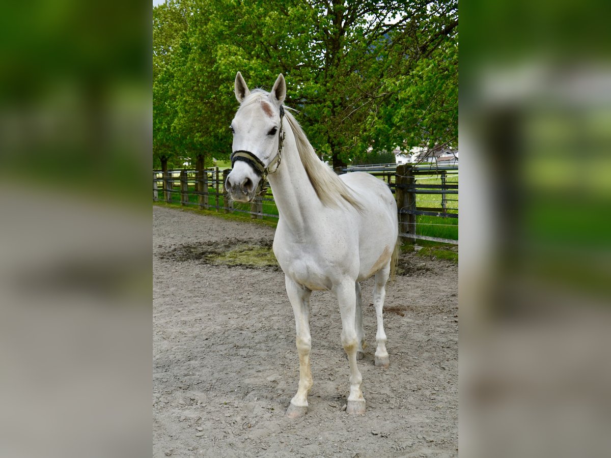 Pura Raza Árabe Caballo castrado 12 años 152 cm Tordo in Reutte