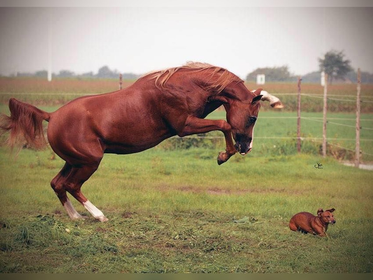 Pura Raza Árabe Caballo castrado 12 años 155 cm Alazán in Koningshooikt