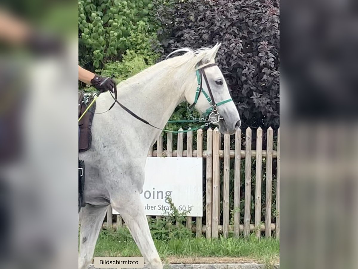 Pura Raza Árabe Caballo castrado 12 años 155 cm Tordo in Dunningen