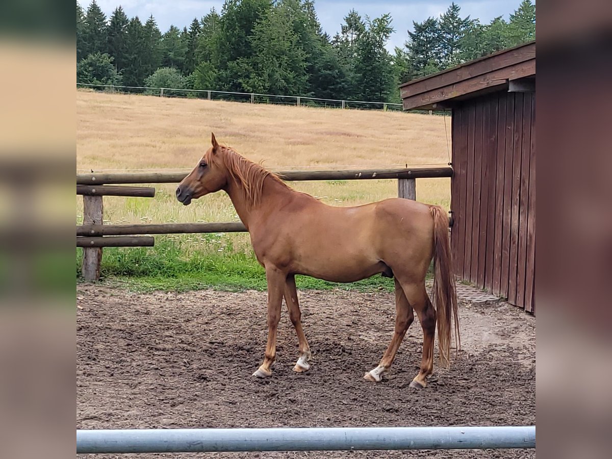 Pura Raza Árabe Caballo castrado 12 años 157 cm Alazán in Bad Salzuflen