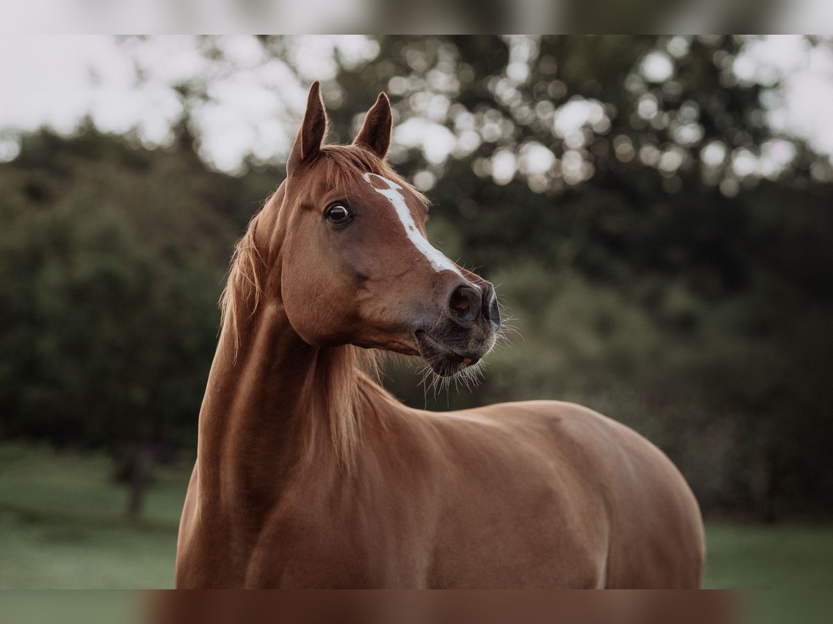 Pura Raza Árabe Caballo castrado 12 años 160 cm Alazán in Zollikofen