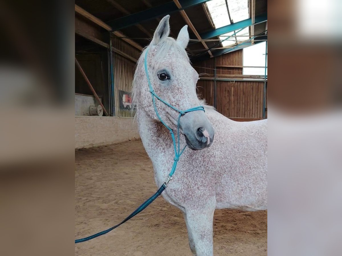 Pura Raza Árabe Caballo castrado 12 años 160 cm Tordo picazo in Pirtendorf
