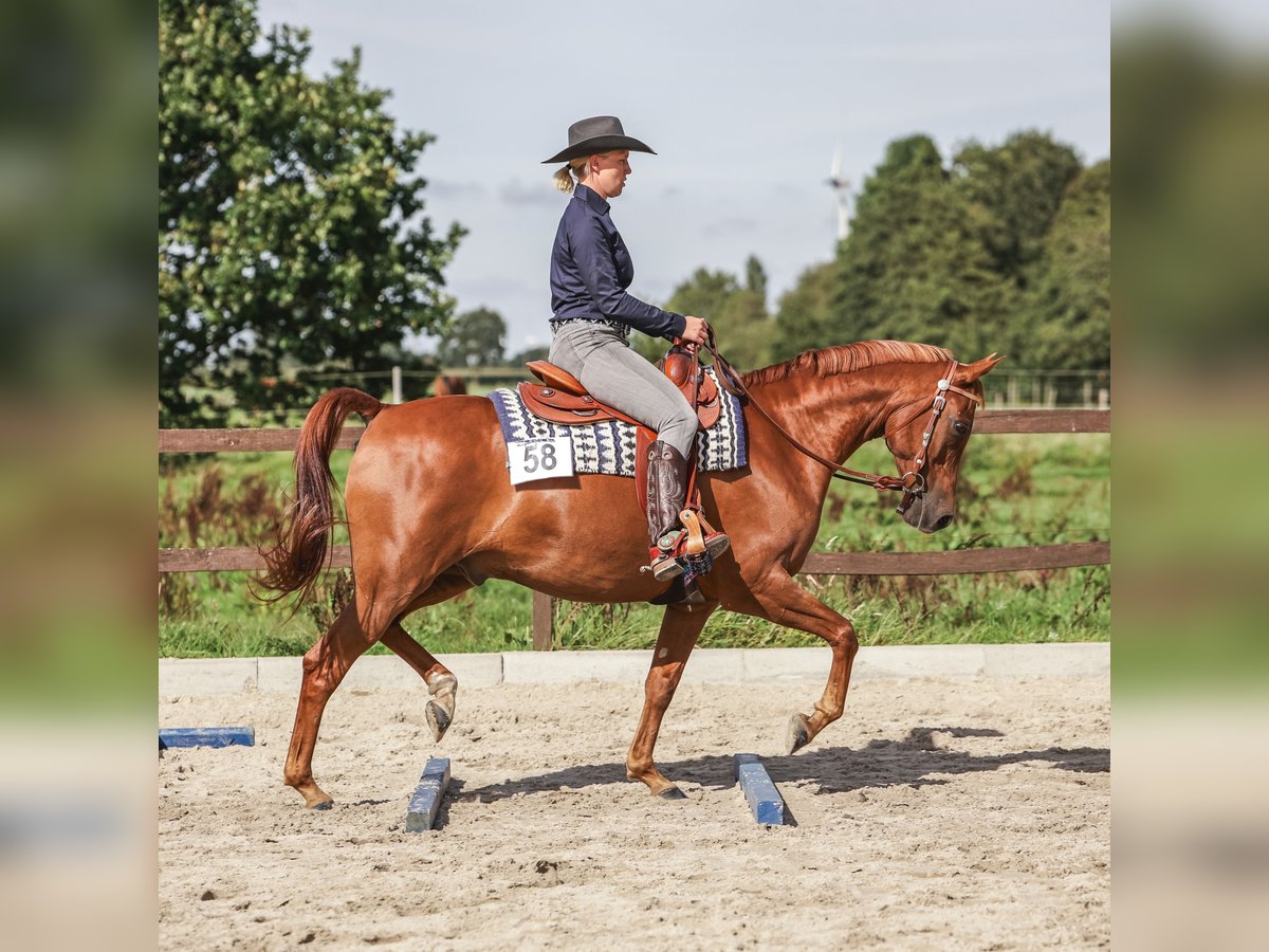 Pura Raza Árabe Caballo castrado 12 años Alazán in Westoverledingen