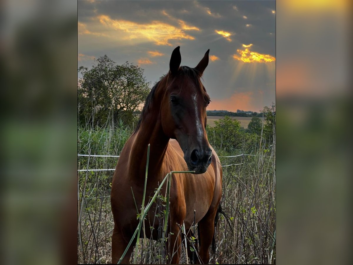 Pura Raza Árabe Caballo castrado 13 años 155 cm Castaño in Tuchoraz