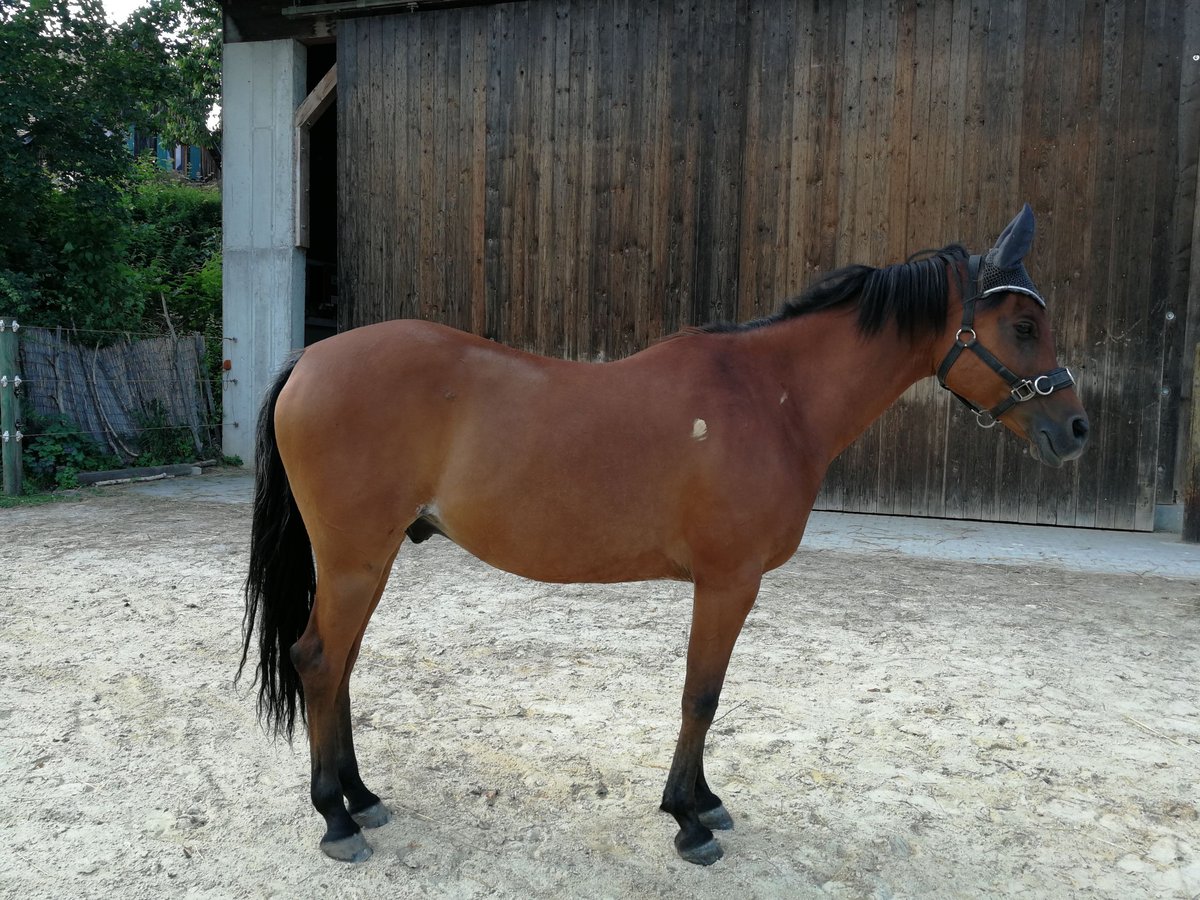 Pura Raza Árabe Caballo castrado 14 años 148 cm Castaño in Ammerthal