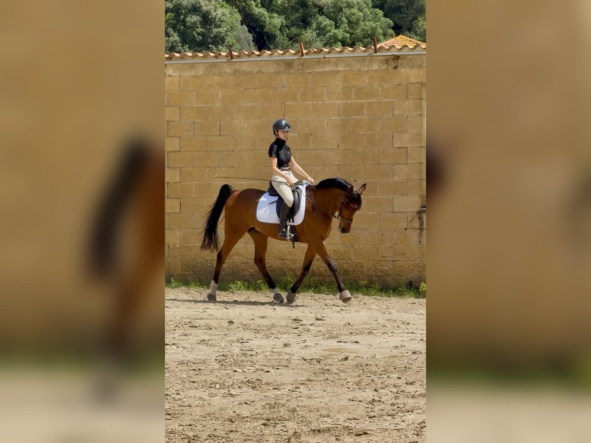 Pura Raza Árabe Caballo castrado 14 años 149 cm Castaño in Castro Urdiales
