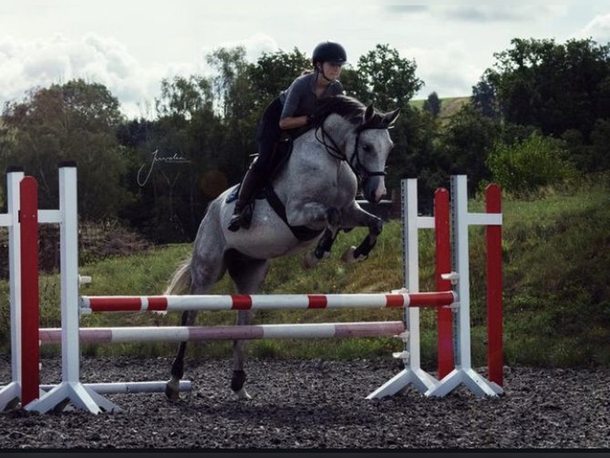 Pura Raza Árabe Caballo castrado 14 años 153 cm Tordo picazo in Chemnitz