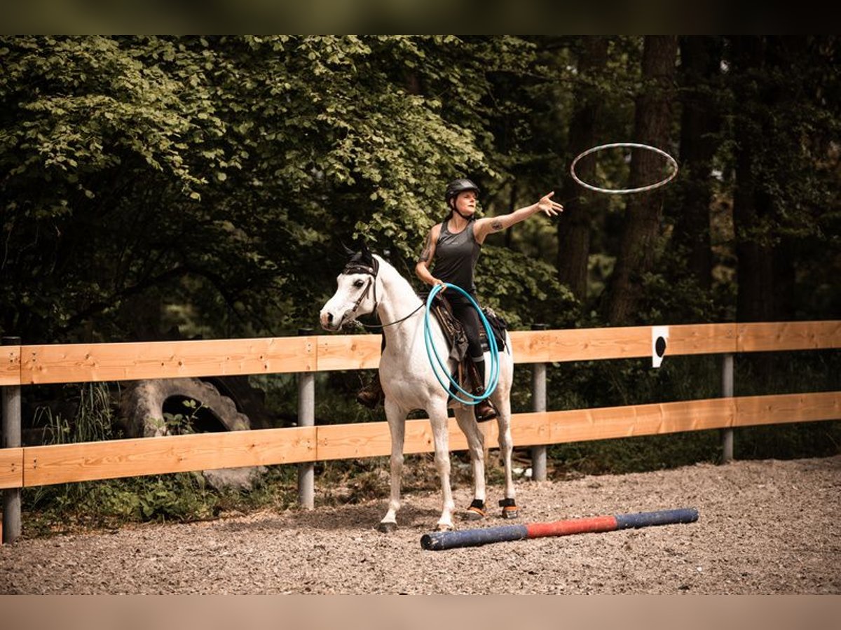 Pura Raza Árabe Caballo castrado 15 años 148 cm Tordo picazo in Emmelshausen