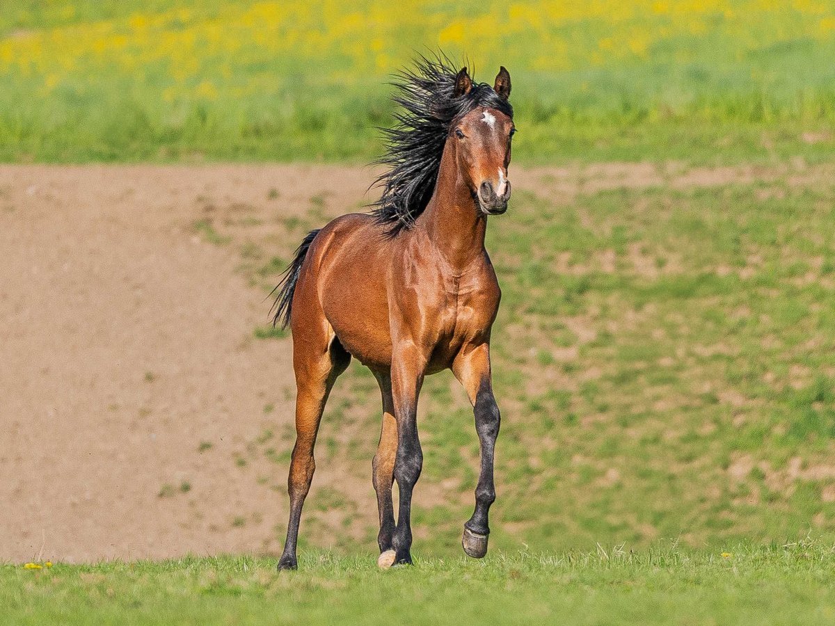 Pura Raza Árabe Caballo castrado 1 año 155 cm Castaño in Herzberg am Harz