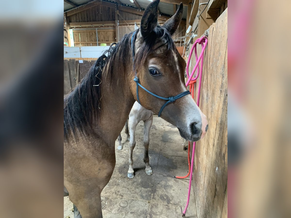 Pura Raza Árabe Caballo castrado 1 año 155 cm Tordo in Reutlingen