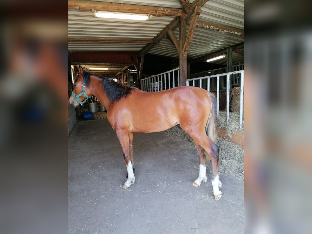 Pura Raza Árabe Caballo castrado 1 año 160 cm Castaño in Loxstedt