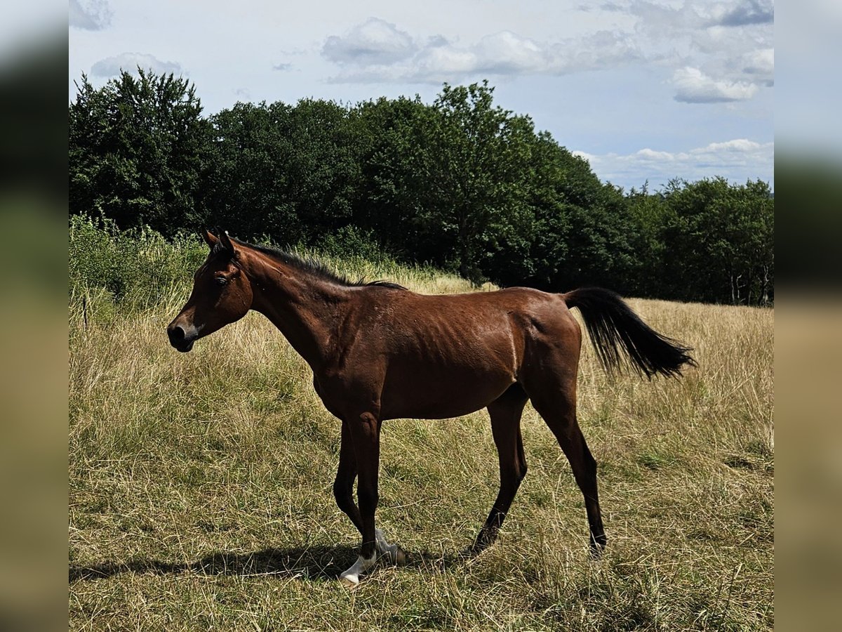 Pura Raza Árabe Caballo castrado 1 año 165 cm Castaño in Simmerath