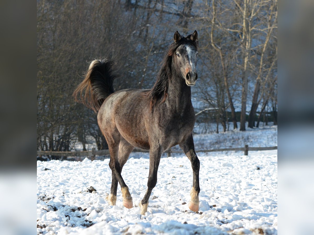 Pura Raza Árabe Caballo castrado 2 años 145 cm Tordo in Koprivnica
