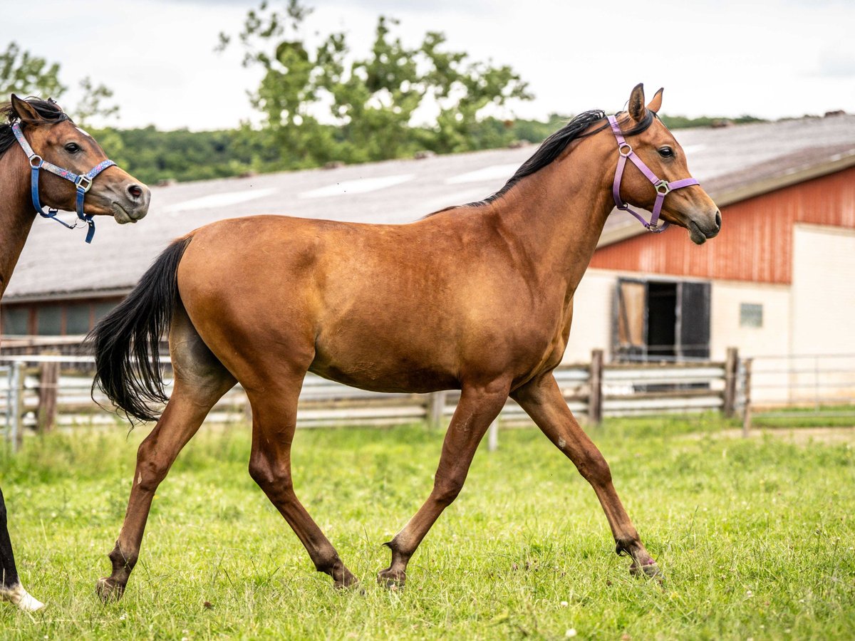 Pura Raza Árabe Caballo castrado 2 años 150 cm Castaño in Herzberg am Harz