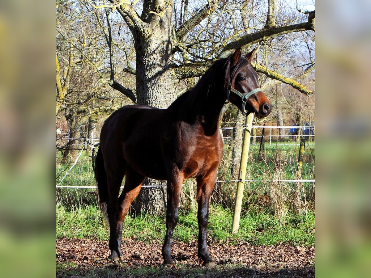 Pura Raza Árabe Caballo castrado 2 años 150 cm Castaño oscuro in Reutenbourg