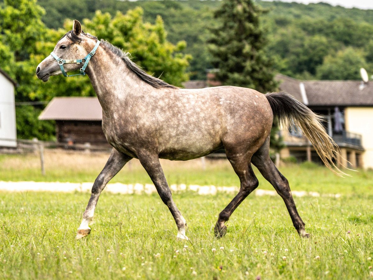 Pura Raza Árabe Caballo castrado 2 años 150 cm Tordo in Herzberg am Harz