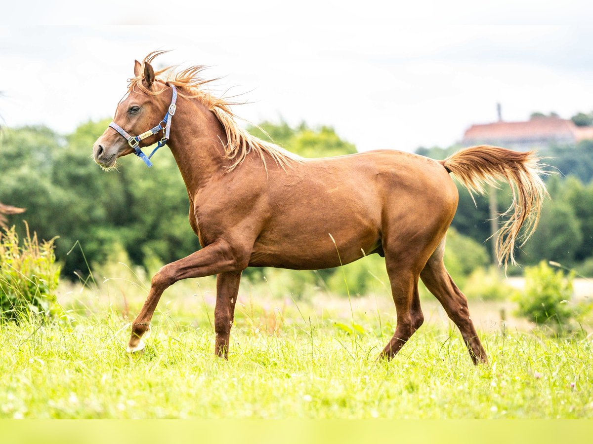 Pura Raza Árabe Caballo castrado 2 años 152 cm Alazán in Herzberg am Harz